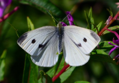 Small White Butterfly ❀
british nature guide