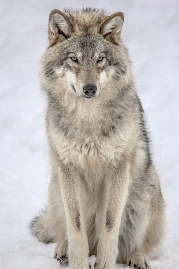 wolverxne:
“ Grey Wolf | by: { John Violette }
”
