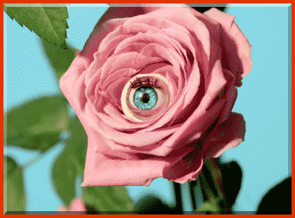 artpornmagazine:
“ The Name of the Rose
5 January 1932 – 19 February 2016
”