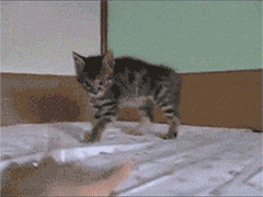 When you’re asking follow up after follow up just trying to get an answer to a simple question.
gif via kittehkats