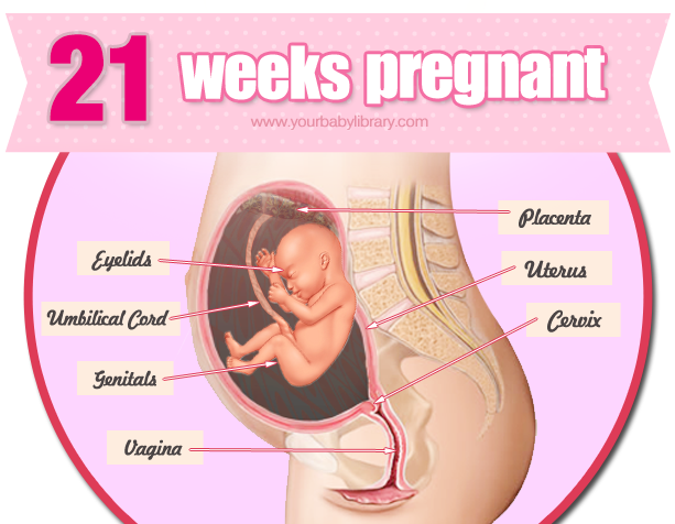 21 Weeks Pregnant Diets That Work