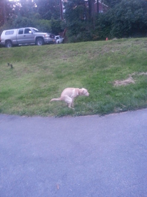 crustpunkslamdunk:
“ he’s been walking around the yard in this exact position for like 10 minutes now
”