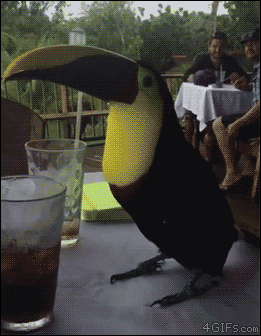 4gifs:
“Did you know you can get free drinks at this bar? Well, toucan. [video]
”