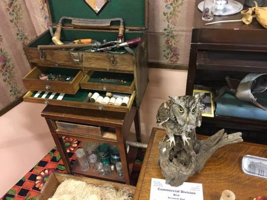 recreation of a 1898 taxidermists’ work table