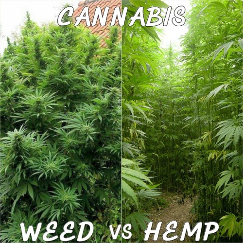 Indoor Cannabis Growing Steps
