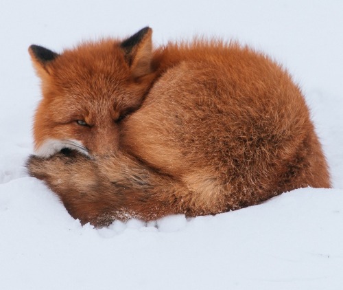 Fox by Ivan Kislov