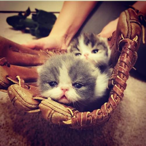 <p>#tbt #exoticshorthair #kitty #ChromeHeartsCattery #instakitty #excellent_kittens (at Saints and Sinners Bulldogges)</p>