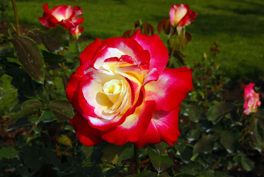 double-delight-rose