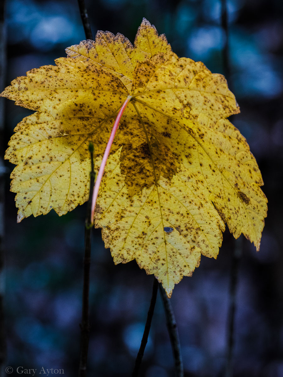 autumn leaf in winter