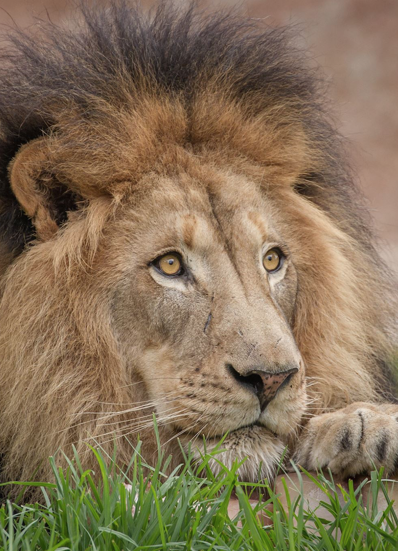zoo tumblr Bob Lion Camp of by King Worthington
