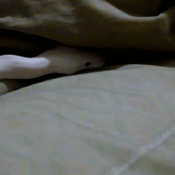 tumblr_oanzhaToQc1r2ps52o1_400.gif
