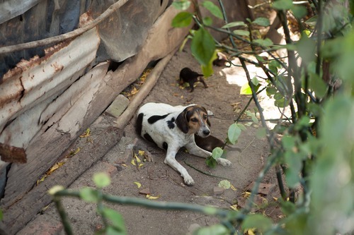 rencontre avec le monde animal anna evans