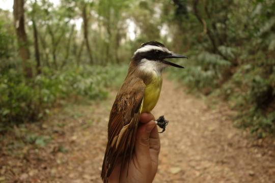 researcher holding a recently banded bird