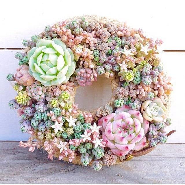 <p>💚💛🧡💚💛🧡💚💛🧡repost via concrete_gardens Pastel beauties😍🍬🍭🍬🍭<br/>
📷: aco.105<br/>
.<br/>
.<br/>
#wreaths #wreathsofinstagram #wreathmaking #watercolorwreath #pasteleriacreativa #pastelart #pastel_lover #succulents #succulentsofinstagram #succulentobsession #succulentcollection #succulentgarden #garden #gardeningtips #gardeningideas #succulentwreath #pastelwreath #gardendecor #newhome #newhomeowner #flowerstyle #homedecorating #photography_top #f4f #followall (at Raleigh, North Carolina)<br/>
<a href="https://www.instagram.com/p/Bqi-a74FyR1/?utm_source=ig_tumblr_share&igshid=15yx1pv3sse4j" target="_blank">https://www.instagram.com/p/Bqi-a74FyR1/?utm_source=ig_tumblr_share&igshid=15yx1pv3sse4j</a></p>