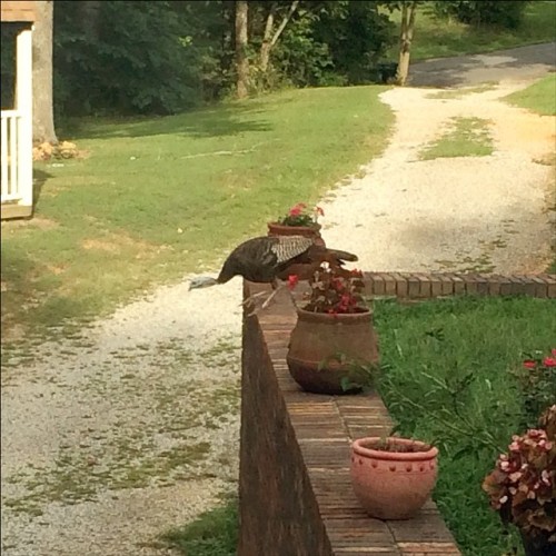 <p>Nooooo! Don’t do it! You have so much to live for! (He did it. It went fine. No turkeys were harmed in the captioning of this photo.) #turkeytrot #itsalmostautumn #takingchances (at Lynch Chowning Music Camp Headquarters)</p>