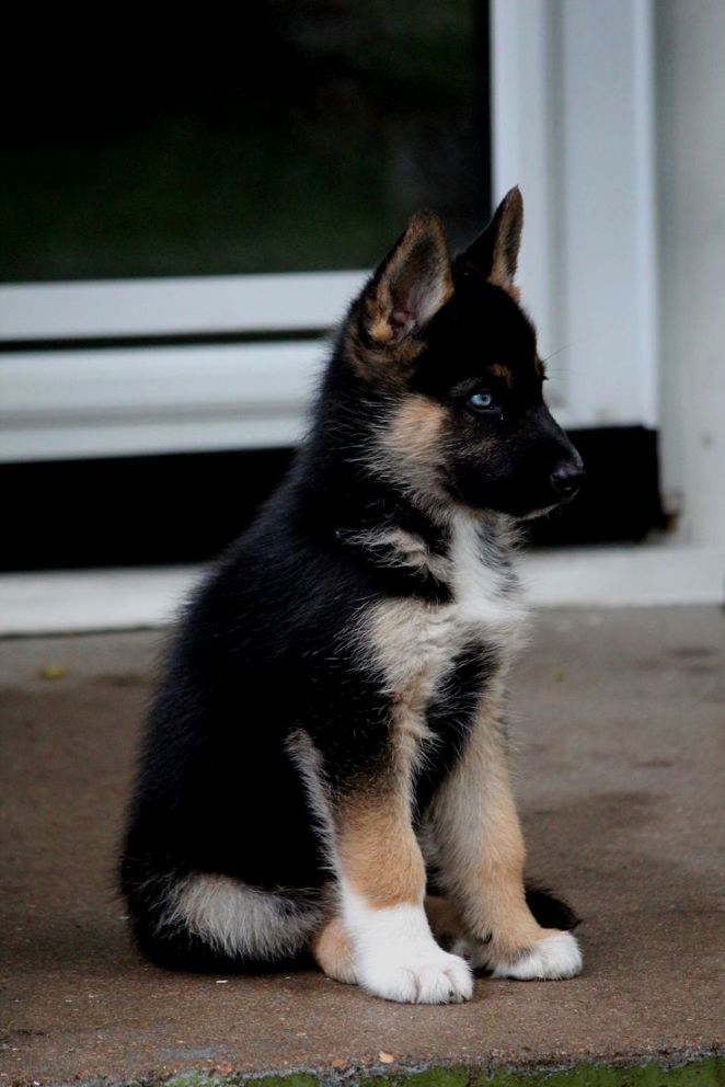 german-shepherd-husky-puppies
Source: http://bit.ly/2fNOSCF