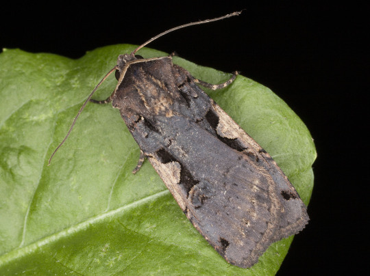 Greater Black-letter Dart Moth