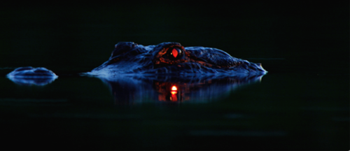 www.boulderingonline.pl Rock climbing and bouldering pictures and news nubbsgalore: the red eyeshine of the alligator occurs when...