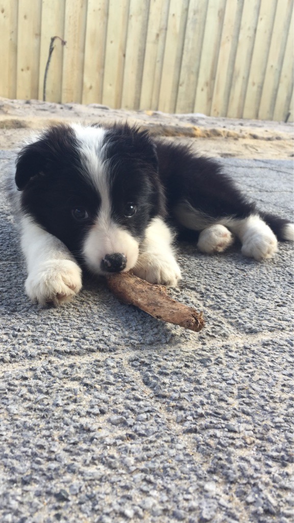 Guarding her stick
Source: http://bit.ly/2ef8Whl