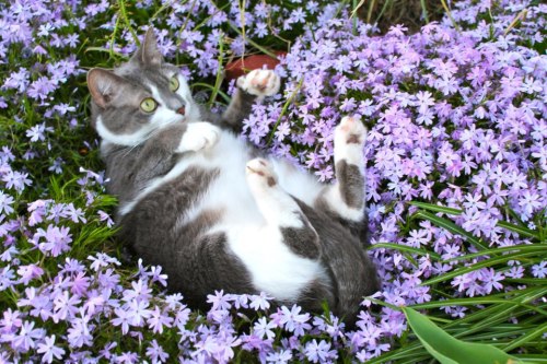 that-big-gay-impala:
“getoutoftherecat:
“stop crushing all our pretty flowers cat.
” ”I AM THE PRETTIEST FLOWER YOU ARE EVER GONNA GET” ”