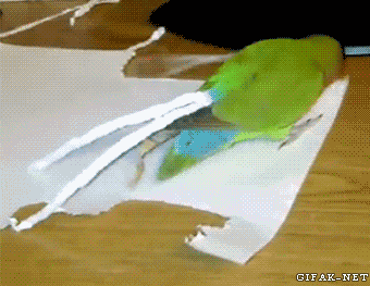 http://66.media.tumblr.com/25919c6229124b1be27a49f3abbab90e/tumblr_n893fe0s4O1s2yegdo1_400.gif