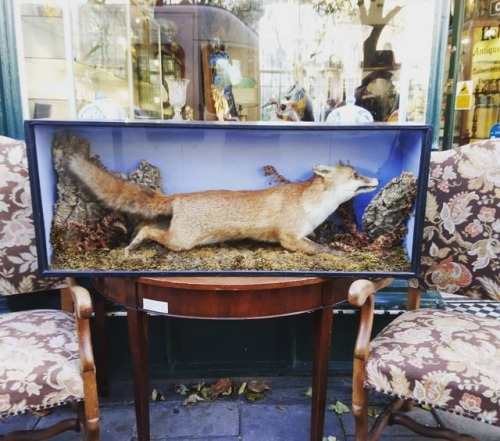 <p>Catch me if you can! #antique #taxidermy #fox #forsale @eclectic.shop.co.uk #Hove <br/>
<a href="https://www.instagram.com/p/Bp7MlepFuyw/?utm_source=ig_tumblr_share&igshid=rgd8zo7mnuzh">https://www.instagram.com/p/Bp7MlepFuyw/?utm_source=ig_tumblr_share&igshid=rgd8zo7mnuzh</a></p>