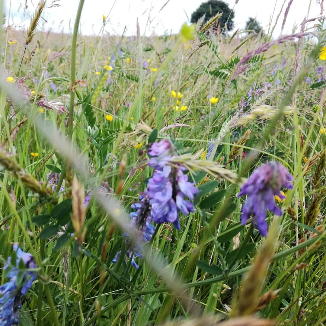 <p>Lots of farmers making hay while the sun shines at the moment. We wait til mid-July to cut our hay meadow to give the flowers a chance to set seed, helps increase bio-diversity, and looks pretty lovely too. (at Monmouthshire Turkeys)</p>
