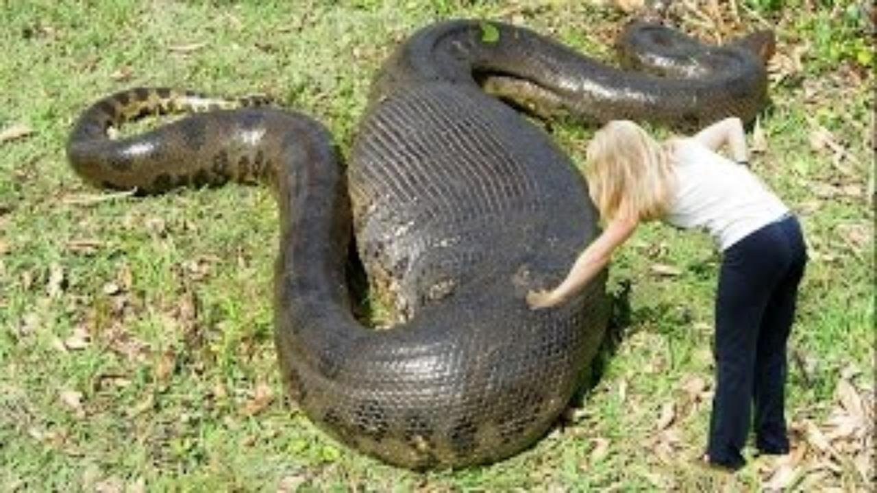 black anaconda snake