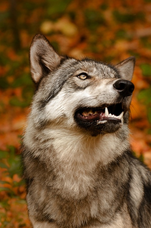 beautiful-wildlife:
“ Smile by Jamie Cournoyer
Lakota Wolf Preserve, Columbia, NJ
”