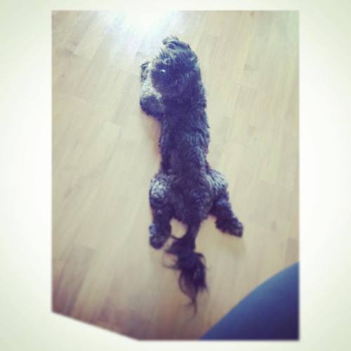 <p>#NationalDogDay #AITheAnswer #ShihTzu #shihtzusofinstagram #HisLegsScareMe 😐</p>