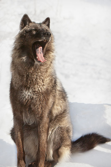 wolveswolves:
“ At the International Wolf Center by Heidi Pinkerton
”