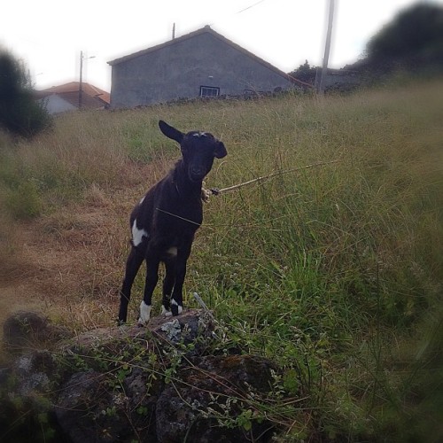<p>He’s my friend. #goat #theazores</p>