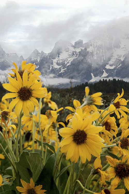 www.boulderingonline.pl Rock climbing and bouldering pictures and news expressions-of-nature: sunflowers rain, Grand Teton : Pat...