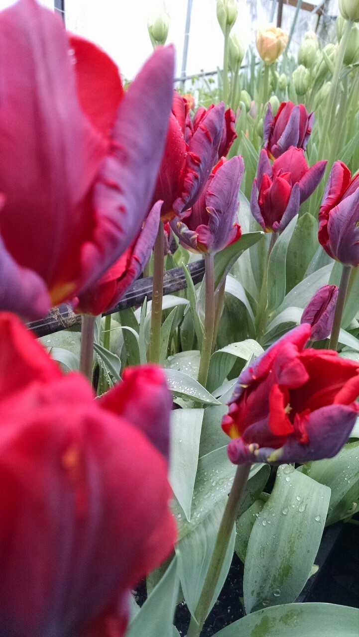 tumblr photo