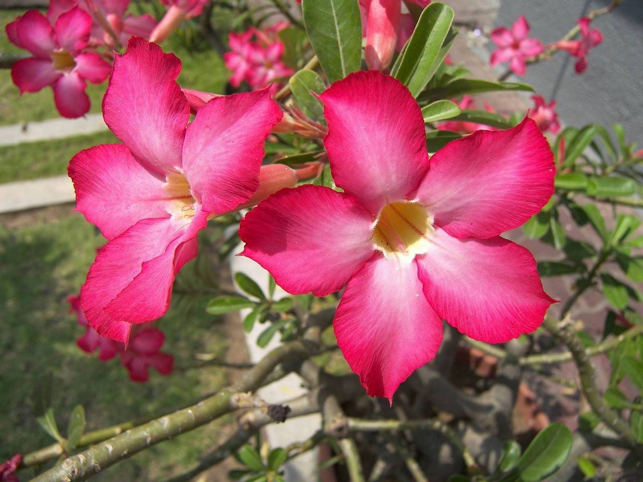 res themes tumblr high of oleander is  plant toxic, The bit the Every unlike