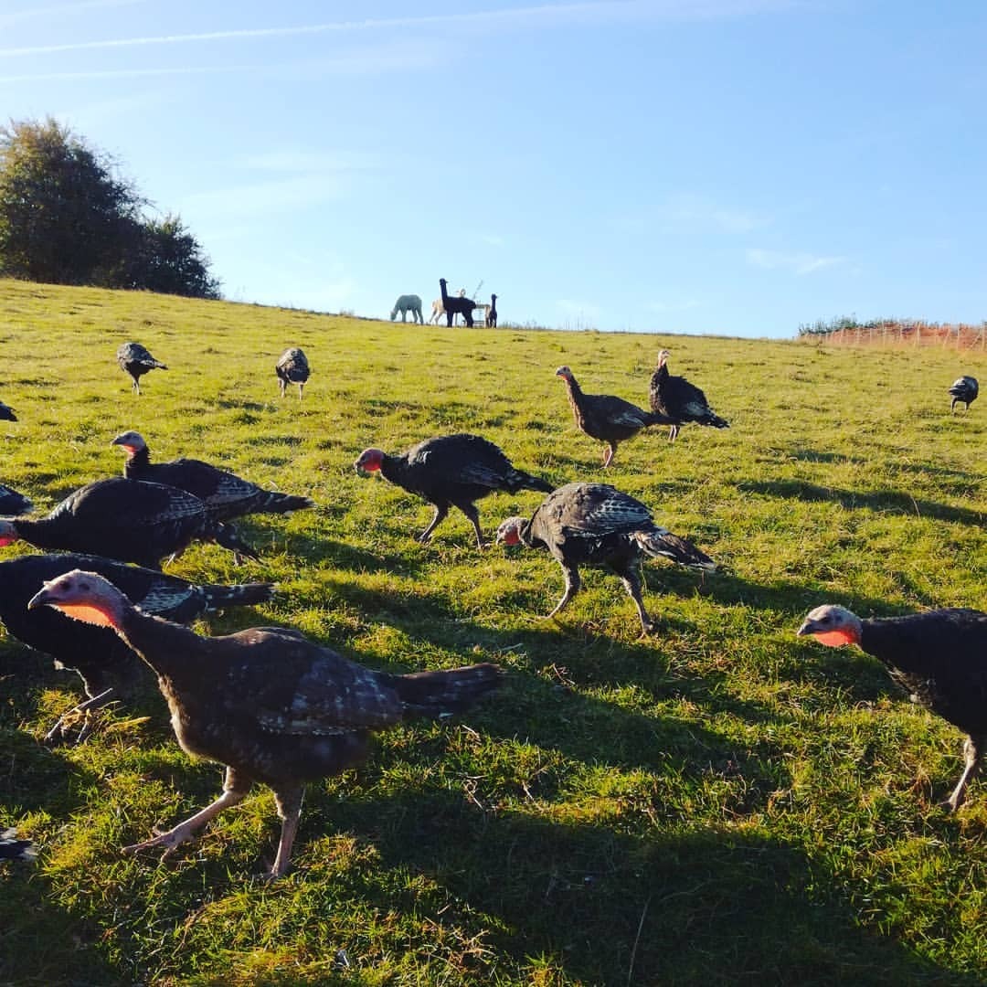 <p>Starting to feel a lot like … Alright, not quite yet, just autumnal</p>
<p>#organicfarming<br/>
#turkeysabout<br/>
#alpacaguardsmen (at Monmouthshire Turkeys)<br/>
<a href="https://www.instagram.com/p/BoJDQkPAand/?utm_source=ig_tumblr_share&igshid=1oeu85risjvxr">https://www.instagram.com/p/BoJDQkPAand/?utm_source=ig_tumblr_share&igshid=1oeu85risjvxr</a></p>