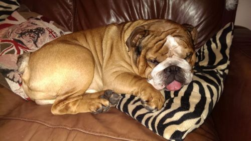 <p>He loves his cushions</p>