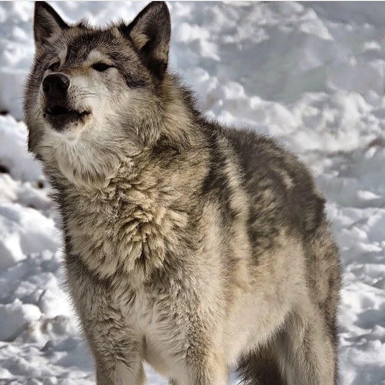 worldofwolvesofficial:
“ Howl time! @wolf__guard #shoutout #wolfrescue
”