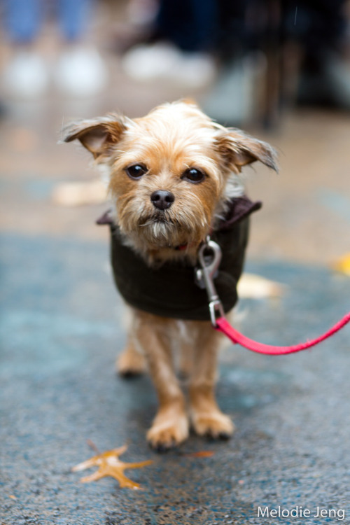 Tompkins Square Park Halloween Dog Parade 2016 Part I by Melodie...