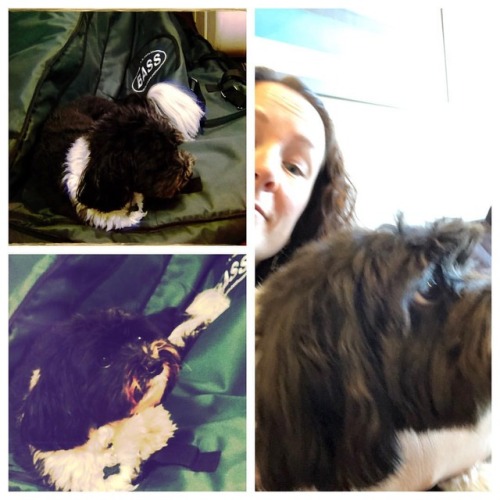 <p>Here’s Easton. He’s an extremely rare Berkeley Havanese Muppet pupper and his pastimes include sleeping on your bass case and being fluffy. #dogsimeetontour #havanese #bluegrass (at Berkeley, California)</p>