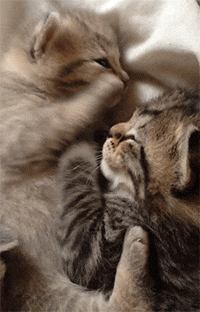 gif LOL cute animal pet