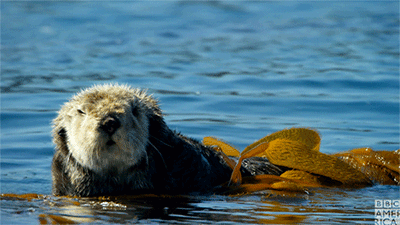 <p><a href="http://bbcamerica.tumblr.com/post/169429123042/hello-from-the-otter-side-planet-earth-blue" class="tumblr_blog">bbcamerica</a>:</p>
<blockquote><p>Hello from the otter side. </p><p>Planet Earth: Blue Planet II premieres Saturday, January 20 at 9/8c on BCC America.<br/></p></blockquote>
