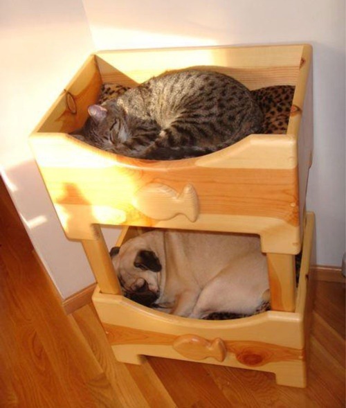 there are bunk beds for dogs and that just makes ...