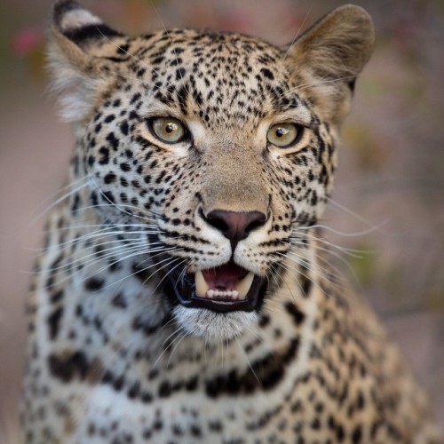 Leopardess by © marlondutoit
Sabi Sands Game Reserve - South Africa