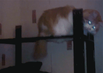 EL MEJOR GIF ANIMADO V 4.0 - Página 19 Tumblr_ochm37ZIGr1ubtb93o1_400