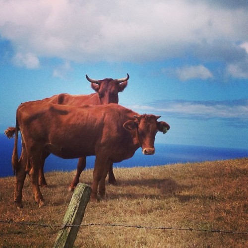 <p>And these cows. #theazores #motherdaughterroadtrip (at Miradouro Prainha)</p>