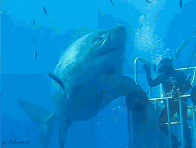 EL MEJOR GIF ANIMADO V 4.0 Tumblr_oelgyllPQ81s1ddrjo1_400