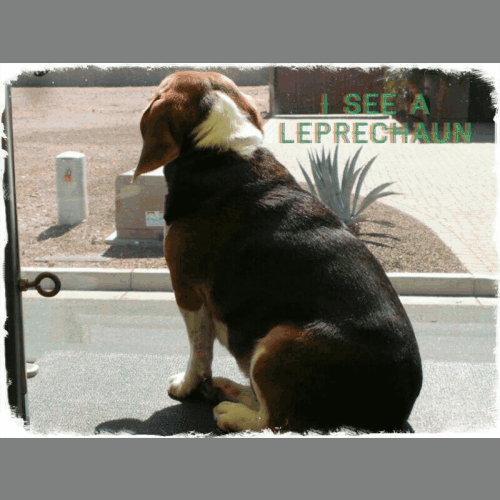 <p>Happy St. Patrick’s Day!</p>