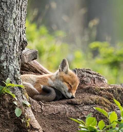 beautiful-wildlife:
“ Der Schlaf des Gerechten by Marcel Castelli
”