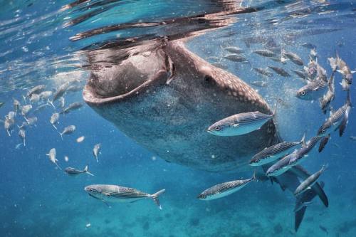 benlowy:

Oslob, Philippines | August 5, 2016
Fish swirl around...